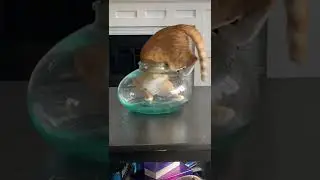 A cat hide in fish mini accuriam #shorts