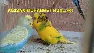 KIZIŞAN MUHABBET KUŞU ÇİFTLEŞMESİ -  BUDGİE  MATİNG.  爱情鸟交配