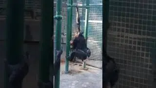 Monkey love at the zoo!!!