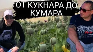 КОРОЧЕ ГОВОРЯ КАК ПРЁТ КУКНАР