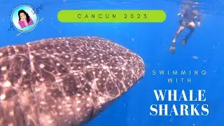 Swimming with Whale Sharks in Cancun Mexico 2023