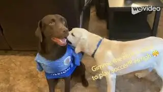 Dogs fighting to get the soccer jersey (part 1)