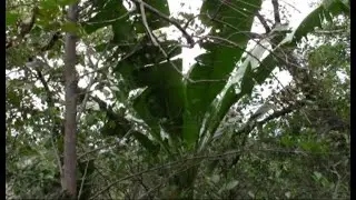 ЧУДЕСА. 🌴БАНАНЫ В ЛЕСАХ АБХАЗИИ
