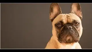 ADOPTA ANIMALES CON UNA APP