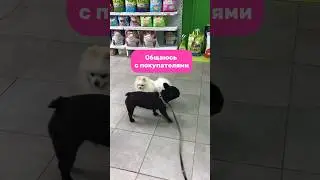 Бонди работает в зоомагазине. Наш тг spitzland 