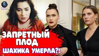 Что станет с персонажем - Шахикой?