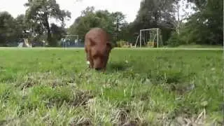 Doggy Poop Cam.....
