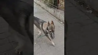 волчок Рич. отработка команды ко мне при раздражающих факторах