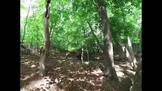 The Woods