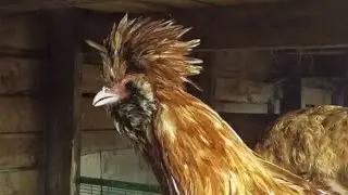 На одной козе сыра не сваришь.