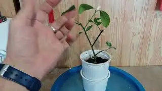 Укореняем привитый мандарин. Root grafted mandarin