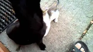 кот и собака