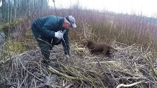 охота #29 на бобра с таксами