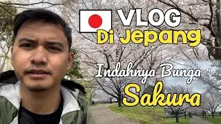 Vlog sakura di jepang