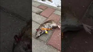 Кот убил крысу !🙀