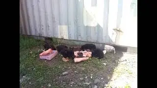щенки дворняжек 1