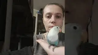 Неразлучник ручной масковый с красной точкой.