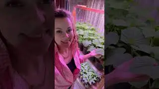 #рассада