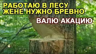 В ЛЕСУ СПИЛИТЬ АКАЦИЮ И ВЗЯТЬ С НЕЁ БРЕВНО