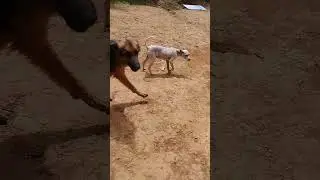 Así me reciben los peludos