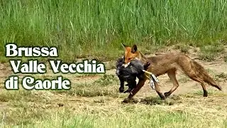 Oasi Brussa Valle Vecchia di Caorle - 2016 -