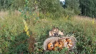 Грибной селигерский натюрморт на клубничной поляне