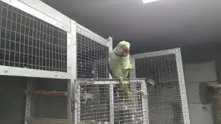 александрийский  попугай