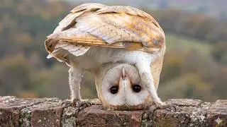 Owls Are So Funny… And Nobody Talks About It 🤣