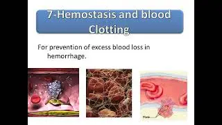 function of the blood components dr.feby