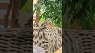 Воробьи