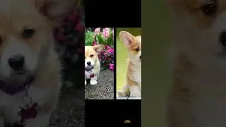 собачка