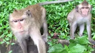Fun with Monkey at Kep Province | From Cambodia