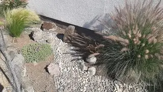 Чили/клумбы/цветы