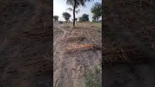 Rajasthan Jodhpur village farming vlog