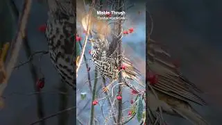 The enigmatic Mistle Thrush's song - Bird sounds