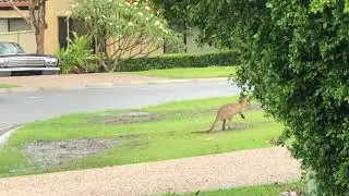 Kangaroo 🦘 come to my house every day to eat glass