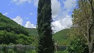 Recupero e trapianto albero di Cipresso di 4 metri.