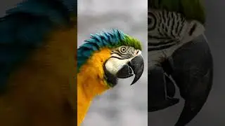 Top 10 Amazing Facts About Parrots for Kids! Educational Video #parrotfacts #colorfulparrots