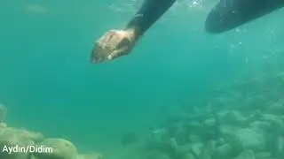 Didim sahillerinde su altı videoları çektim.