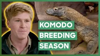 Robert Irwin Helps Komodo Dragons Breed At Australia Zoo | Crikey! It's The Irwins