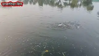 ডাকাতিয়া বিলে টানে টানে রুই কাতলা | ডাকাতিয়া বিল মাছের অভয়ারণ্য | Hook fishing