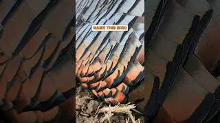 What Do You Think? #guess #game #birds