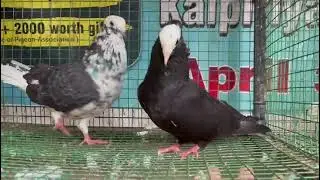 PIGEON 🐦 Life of pigeon #gigachadmusic