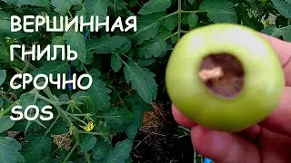 ВЕРШИННАЯ ГНИЛЬ на томатах. СРОЧНАЯ ПОМОЩЬ