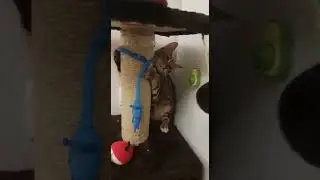 бенгалка ева