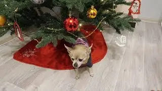 НАРЯЖАЕМ НОВОГОДНЮЮ ЕЛКУ! КАК УКРАСИЛИ КВАРТИРУ!
