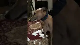 Simon Our Greyhound And The Kleenex Box.
