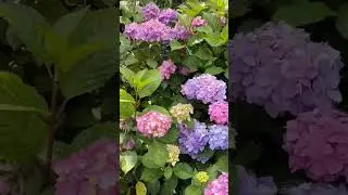 Гортензия крупнолистная Бесконечное лето Блум Стар 🌞27 июля 🌞