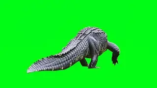 Green Screen Alligator Crocodile | Animal Green Screen | Chroma Key