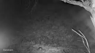 Bandicoot 3.10.22